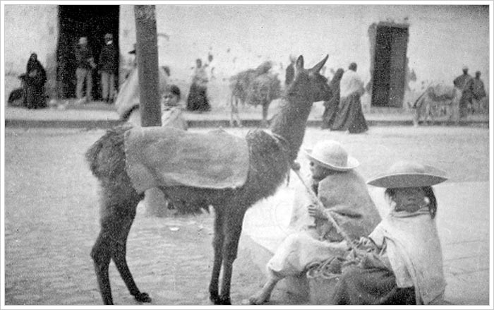 llamas_outside_the_town_of_caxamalca